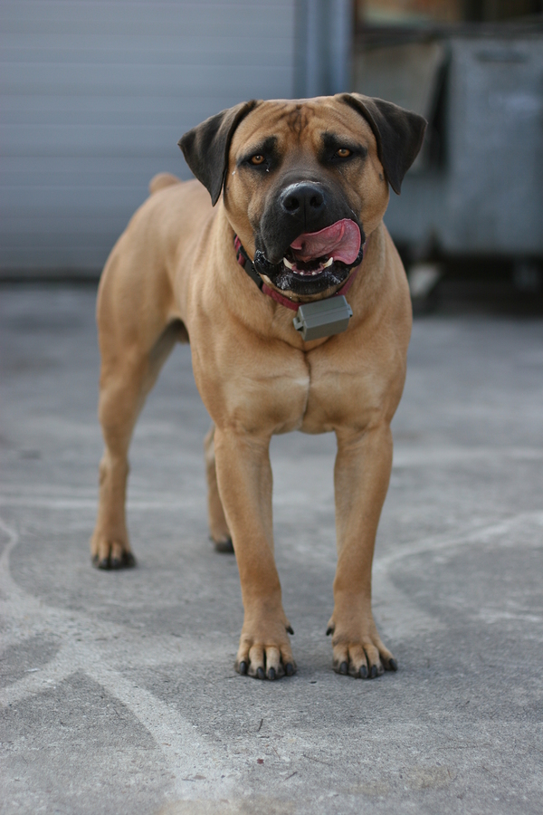 bigstock Guard Dog 150802